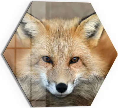 Produktbild von DEQORI Glasbild Echtglas 40x35 cm 'Reineke, der Fuchs' Wandbild Bild modern Deko