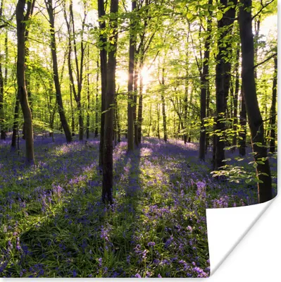 Produktbild von MuchoWow® Poster Wald - Blumen - Lavendel 30x30 cm - Wandposter - Printing