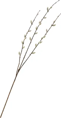 Produktbild von Künstliche Pflanze mit realistischen Kätzchen, Creme, 77 cm, Frühling