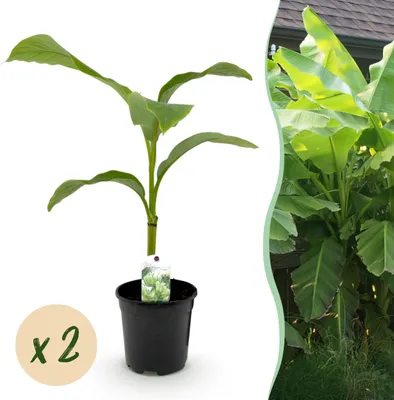 Obrázok produktu pre Musa basjoo - mrazuvzdorná banánovník - 17cm kvetináč - cca 40cm - 2ks sada