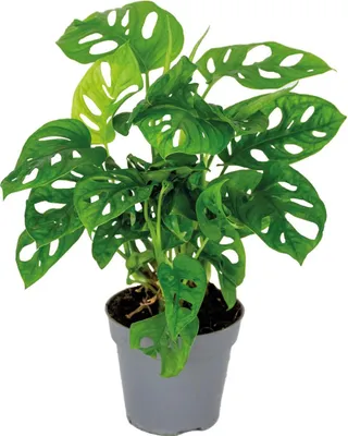 Image de Bloomique - Monstera Adansonii - Monkey Leaf - Plante grimpante - Dépolluante - Hauteur 20-30 cm - Pot 12 cm