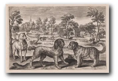 Immagine prodotto di Stampa artistica "Tre cani (tavola 9)" di Adriaen Collaert – 40x60 cm – non incorniciata