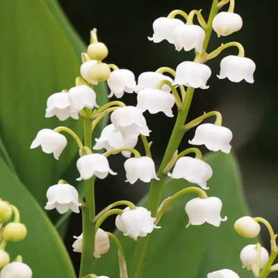 Immagine prodotto di Convallaria Mughetto bianco White 1 pz Mughetti piantine piantina