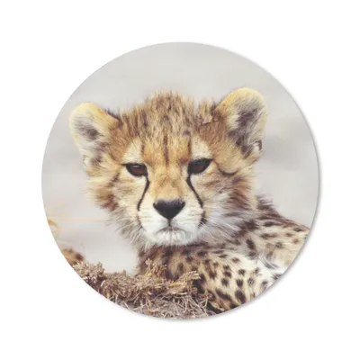 Produktbild von MuchoWow® Mauspad Mousepad Gepard - Jung - Porträt 20x20 cm - Mousepads - Maus Mat - Pad - Mausunterlage - Schreibtischmatte