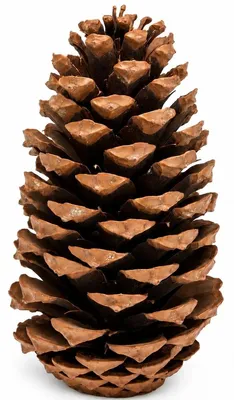 Produktbild von Kiefernzapfen einzeln 10-14 cm Pinus pinaster Tannenzapfen Deko Advent Basteln