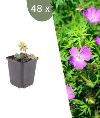 Image de Plants by Frank | 48 Plantes de géranium sanguin | Geranium sanguineum | Plantes vivaces rustiques | Vivaces | Plantes d’extérieur | Jardin