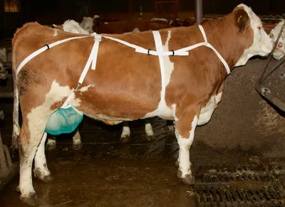 Produktbild von Zitzenschutz grünes Netz, L mit Nackengurt