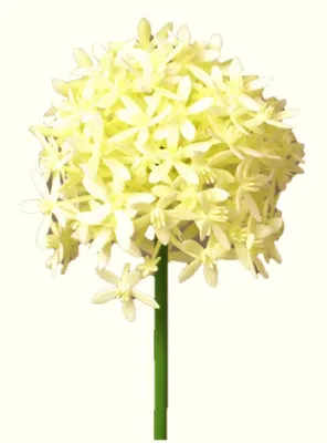 Produktbild von Kunstblume ALLIUM ca 52cm. Blütenkopf ca 7cm. CREME