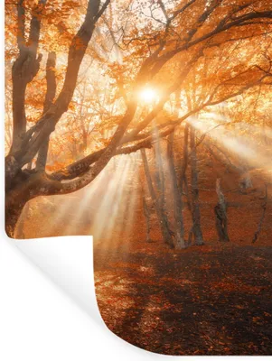 Obrázok produktu pre MuchoWow® Nálepka na stenu - Strom - Príroda - Jeseň - 90x120cm - Samolepiaca a polohovateľná