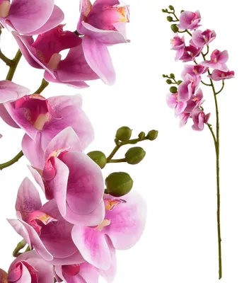 Zdjęcie produktu dla Viridis Kwiat Sztuczny Storczyk 65Cm