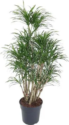 Zdjęcie produktu dla Drzewo smocze Dracaena Anita Ø31 cm ↕140 cm Rozgałęziona roślina doniczkowa Łatwa w pielęgnacji