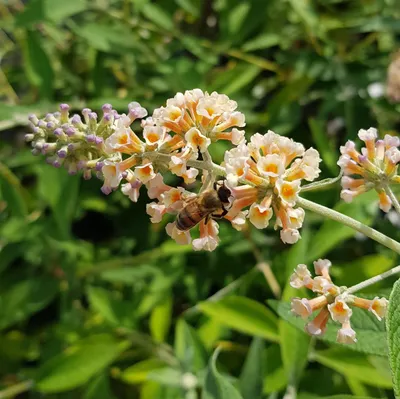 Image de Buddleia x weyeriana 'Sungold' / Arbre aux papillons