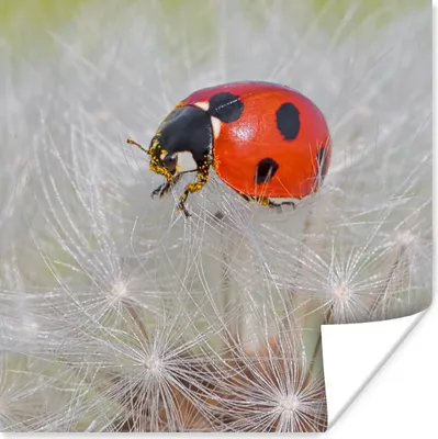 Produktbild von MuchoWow® Poster Marienkäfer auf Löwenzahn 75x75 cm - Wand Dekoration