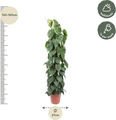 Immagine prodotto di Philodendron Scandens "Baumfreund" - Pianta da appartamento con muschio, 150cm