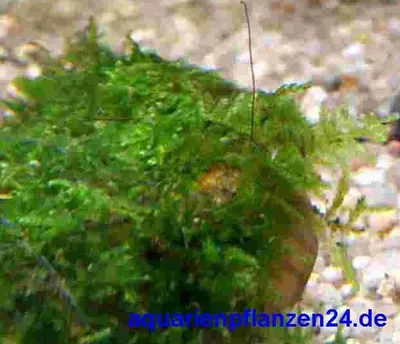 Produktbild von Wurzel bepflanzt mit Javamoos für Aquarium