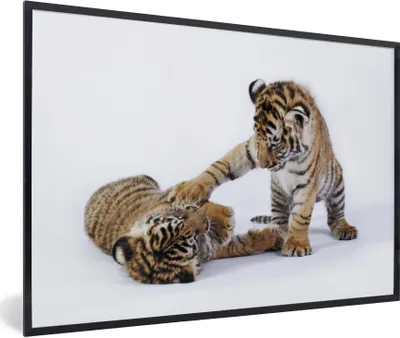 Produktbild von MuchoWow® Gerahmtes Poster Tiger - Jungtier - Weiß 30x20 cm - Poster mit Schwarzem Bilderrahmen Wandposter Rahmen Foto Bilder - Kunstdruck - Bild-Poster