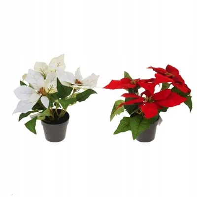 Productafbeelding van Kerststerren in een pot van 24 cm