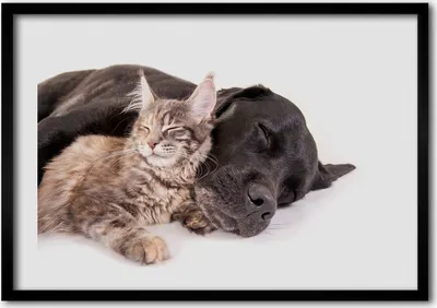 Produktbild von Bild - Bilder - Bilderrahmen - 70 cm x 50 cm - MDF-Rahmen, Wandkunst Katzen und Hunde