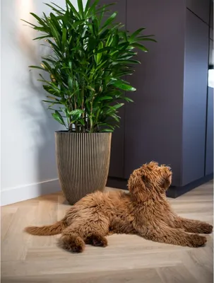 Zdjęcie produktu dla Capi Wazon Groove Elegant 46x58 cm Czarno-złoty