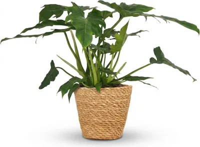 Image de Green boutiQ - Plante d'intérieur - Philodendron - Philodendron Lacerum - Vert - Entretien facile - 1 Plante - avec Panier - Pot 19cm - Hauteur 65cm