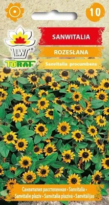 Zdjęcie produktu dla Sanwitalia rozesłana żółta z czarnym środkiem Nasiona kwiatów - 635 Toraf