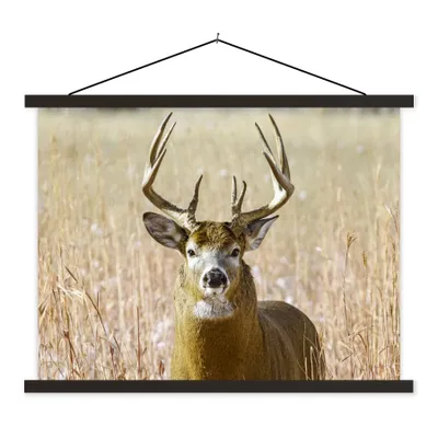 Produktbild von MuchoWow® Textilposter Hirsche - Gras - Herbst - Tiere - Natur - Geweih 150x113 cm mit holzfarbenen Rahmen - Poster