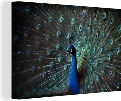 Obrázek produktu pro OneMillionCanvasses® - Plátno - Páv - Peří - Barvy, nástěnná malba, nástěnné dekorace obrazy obývací pokoj, 120x80cm