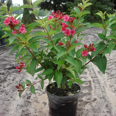 Produktbild von Weigelie Weigela 'Bristol Ruby' 5 Liter Topf 40-60 cm