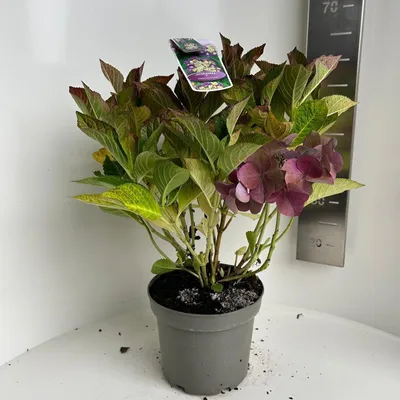 Immagine prodotto di Hydrangea macr. Paare di cespi - Ortensia | 40-50 cm in vaso