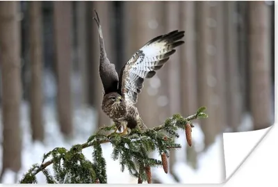Produktbild von MuchoWow® Poster Ein erwachsener Bussard breitet seine Flügel aus 120x80 cm - Bilder