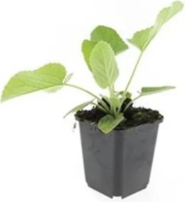 Zdjęcie produktu dla Roslina okrywowa - Ognik Russella - Phlomis russeliana - doniczka 9 cm - zestaw 6 roslin