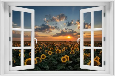 Produktbild von Wallario Wandbild mit Fenster-Illusion: Sonnenblumenwiese vor Wolken mit Sonnenuntergang, Größe: 61 x 91,5 cm, Poster mit weißem Aluminiumrahmen