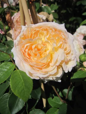 Produktbild von Rosa Bathsheba ® - Englische Rose - David Austin Rose - Kletterrose