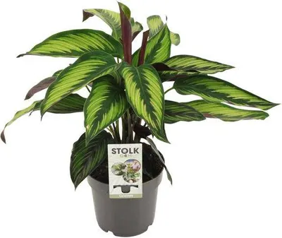 Immagine prodotto di Calathea Majestica Princeps, pianta da appartamento (calathea) in vaso, Ø 14 cm, altezza 45 cm, tropicale