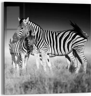 Produktbild von DEQORI Glasbild Echtglas 30x30 cm 'Zebras beieinanderstehend' Wandbild Bild modern Deko