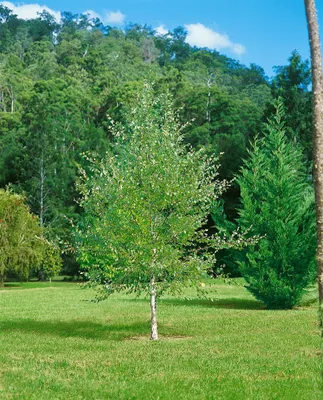 Produktbild von Betula nigra, Schwarze Birke, 100–125 cm