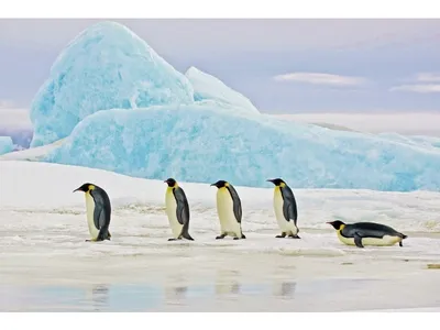 Obrázek produktu pro Signál PENGUINS 120x80 cm