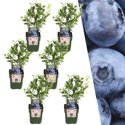 Imagen del producto de Plantas de Frank | 6 plantas de arándano | 100% orgánico | *Vaccinium corymbosum* | Arbusto de frutos | Huerto | Jardín de verduras | Plantas para jardín