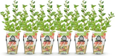 Produktbild von GreenboutiQ - Obstpflanzen - Jostabeere - Ribes uva-crispa Hinnonmaki Rod - Winterhart - 6 Pflanzen - Topf 9 cm - Rote Johannisbeere