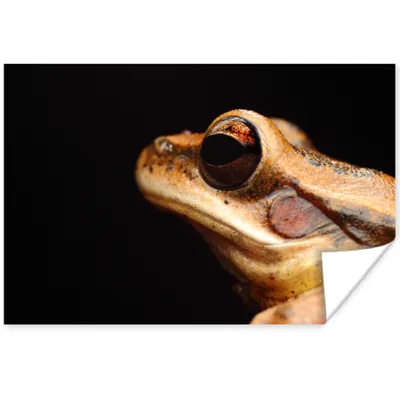 Produktbild von MuchoWow® Poster Frosch - Auge - Schwarz 90x60 cm - Schlafzimmer