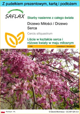 Zdjęcie produktu dla SAFLAX - Zestaw prezentowy - Drzewo Miłości / Drzewo Serca - 60 Nasiona - Z pudełkiem upominkowym, etykietą wysyłkową, kartą podarunkową i podłożem uprawowym - Cercis siliquastrum