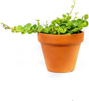 Obrázok produktu pre Gardners Peperomia prostrata, priemer 6 cm
