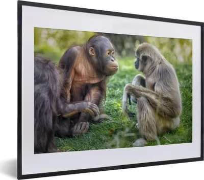 Produktbild von MuchoWow® MuchoWow® Gerahmtes Poster Affe - Gras - Tiere 40x30 cm - Poster mit zchwarzem Bilderrahmen - Bilderrahmen - Poster im Rahmen