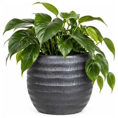 Produktbild von Floran Blumentopf - schwarz - Relief - Keramik - d29 x h26 cm