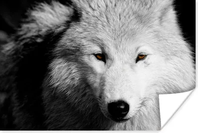 Produktbild von MuchoWow® Poster In der Nähe Ansicht Wolf in Schwarz und Weiß 90x60 cm - Schlafzimmer