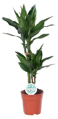 Produktbild von Dracaena Janet Lind - 60-70cm - Ø17cm - Zimmerpflanze - Immergrün