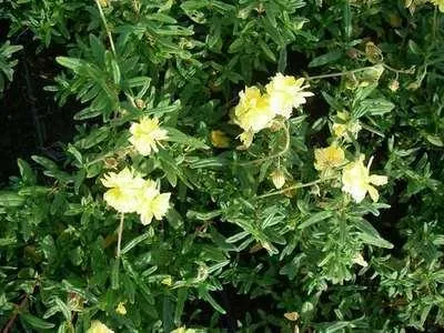 Zdjęcie produktu dla 6 x Helianthemum hybr. 'Sulph. Plenum' - Słonecznik - Doniczka 9 x 9 cm