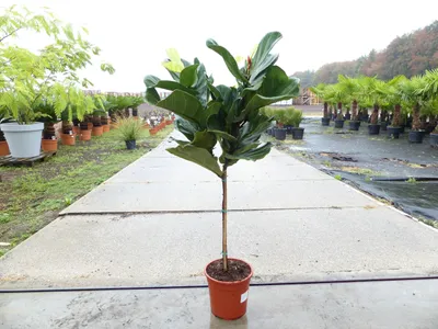 Produktbild von Ficus lyrata | Geigenfeige | Feigenbaum | 100 - 120 cm | Geigenblatt-Ficus | Feige | Stamm |