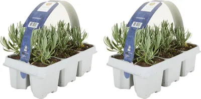 Zdjęcie produktu dla Bloomique - Zestaw 12 sztuk - Lavandula Angustifolia 'White' - Lawenda - Mrozoodporna - Roślina balkonowa - Pachnąca - Wysokość 10-20 cm - Bryły korzeniowe 6 cm