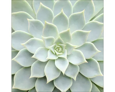 Produktbild von Glasbild Echeveria II 20x20 cm